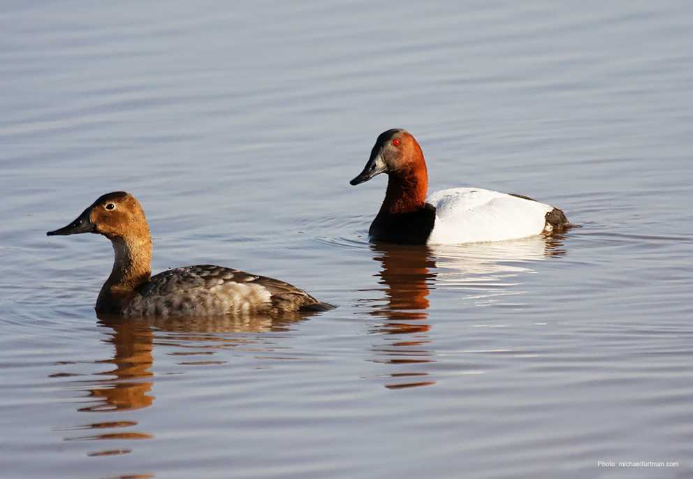 Canvasback Ducks Unlimited